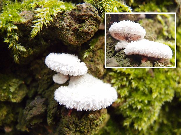 klanolupeňovka obyčajná Schizophyllum commune Fr.