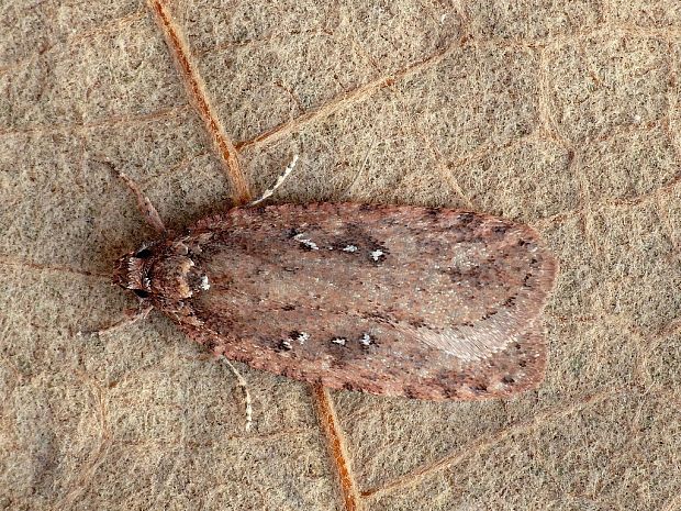 ploskáč veľký Agonopterix ciliella Stainton, 1849