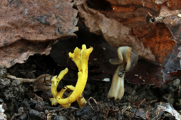 pakonárovka Clavulinopsis sp.