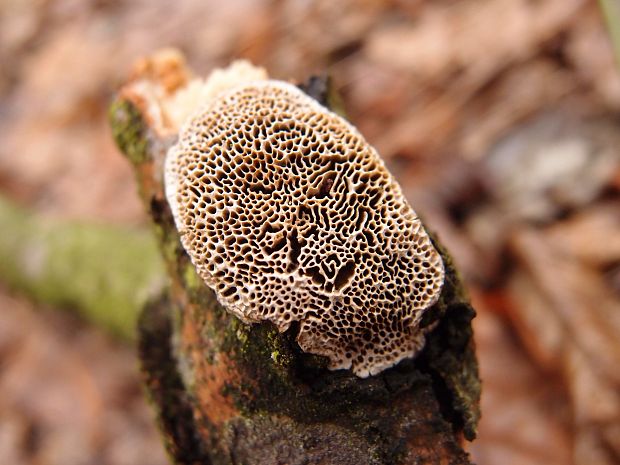 trúdnikovník poľný Dichomitus campestris (Quél.) Domański & Orlicz