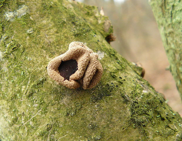 dutinovka otrubnatá Encoelia furfuracea (Roth) P. Karst.