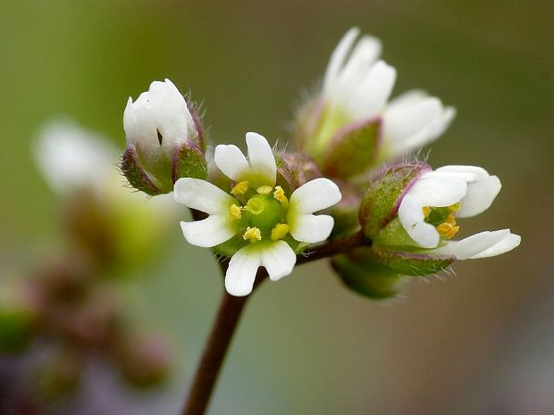 jarmilka jarná Erophila verna (L.) Chevall