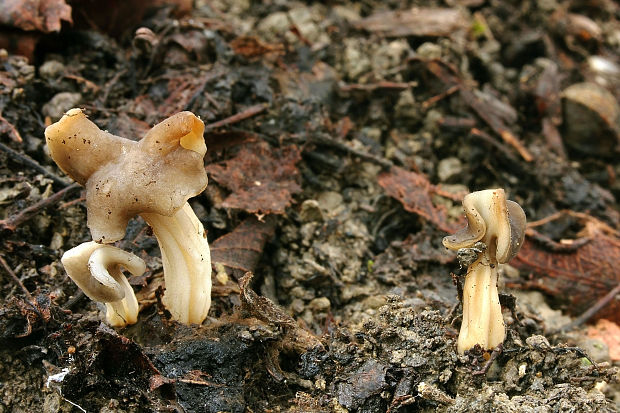 chriapač Helvella sp.