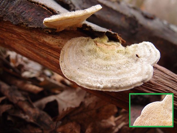 trúdnikovec chlpatý Trametes hirsuta (Wulfen) Lloyd