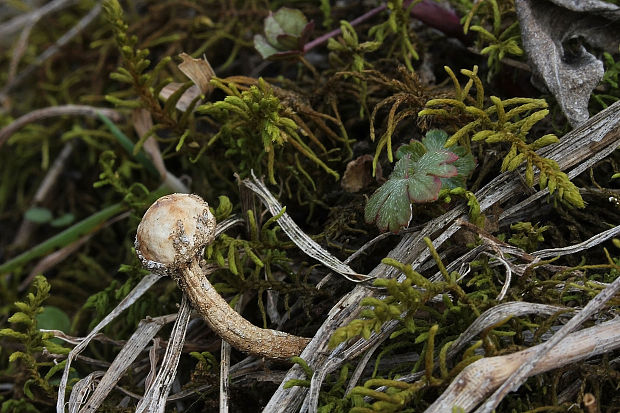 stopkovec zimný Tulostoma brumale Pers.