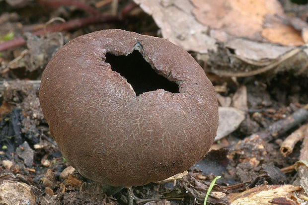 urnička kráterovitá Urnula craterium (Schwein.) Fr.