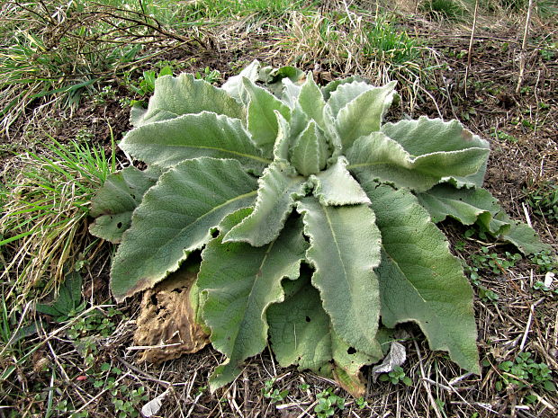 divozel Verbascum sp.