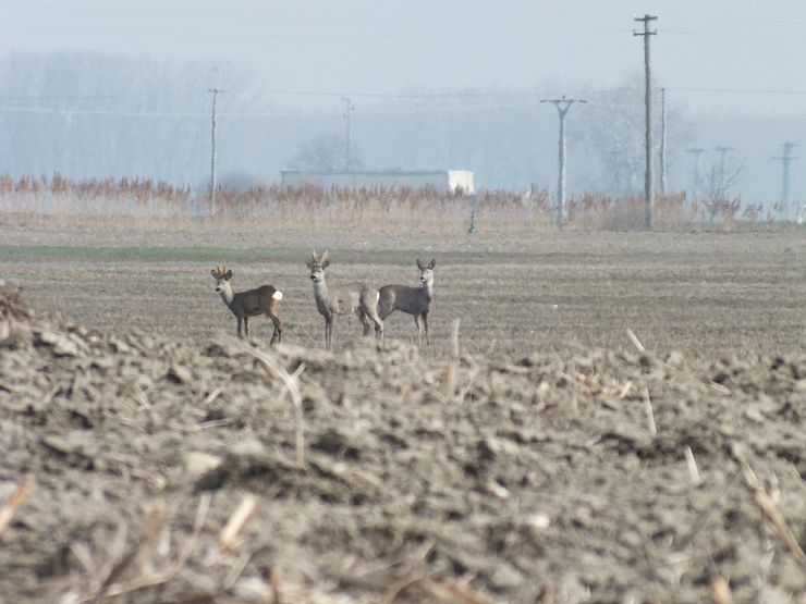 srna lesná Capreolus capreolus