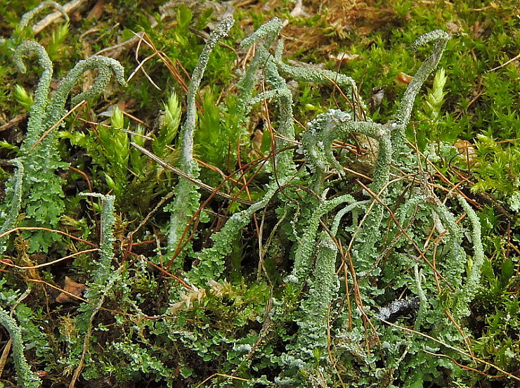 dutohlávka končistá Cladonia coniocraea (Flörke) Spreng.