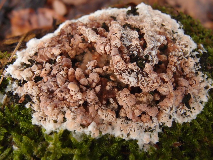 chrastavka pivničná Coniophora puteana (Schumach.) P. Karst.