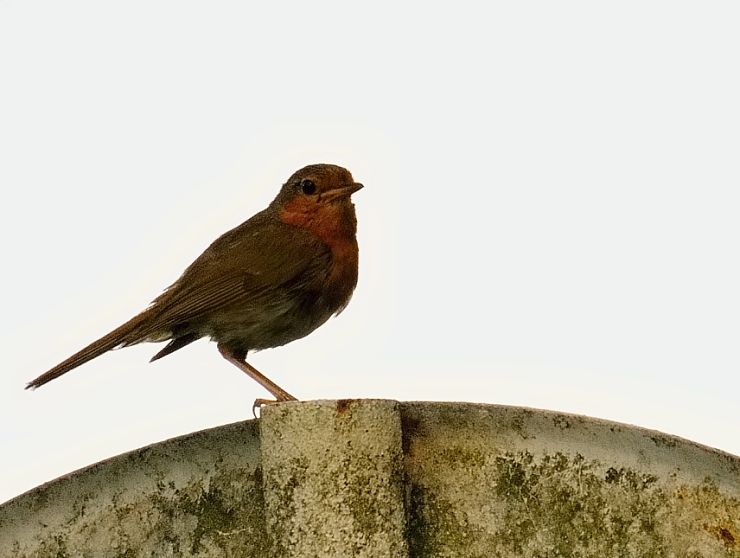 slávik červienka Erithacus rubecula