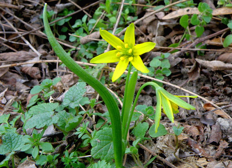 krivec žltý Gagea lutea (L.) Ker Gawl.