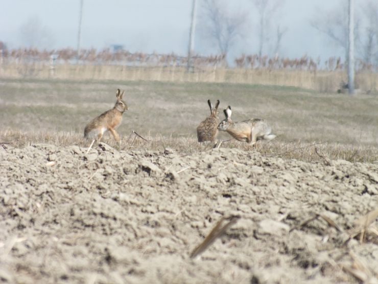 zajac polny Lepus europaeus