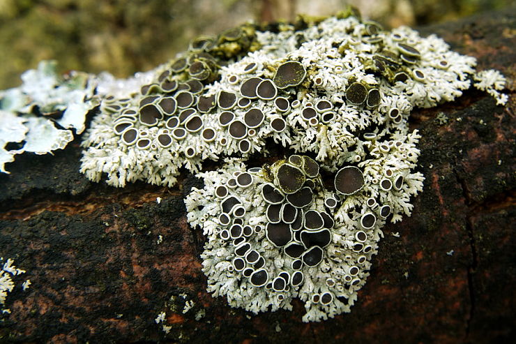  fyscia hviezdovitá Physcia stellaris (L.) Nyl.