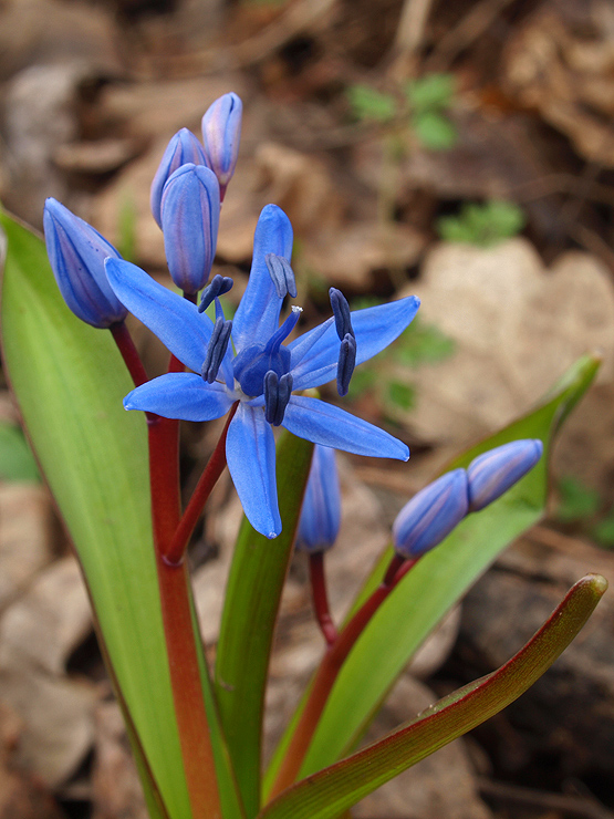 scila severná Scilla drunensis (Speta) Speta