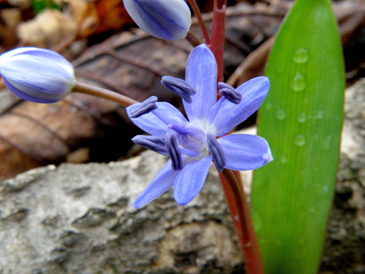 scila viedenská Scilla vindobonensis Speta