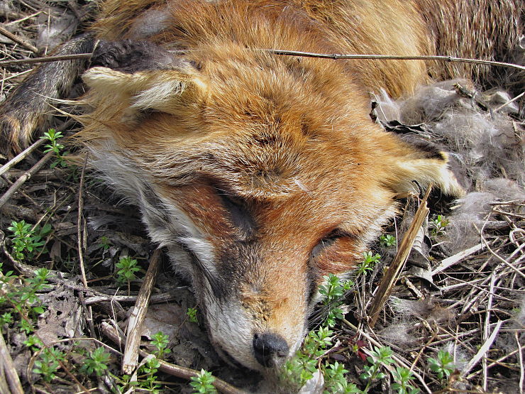 líška obyčajná Vulpes vulpes