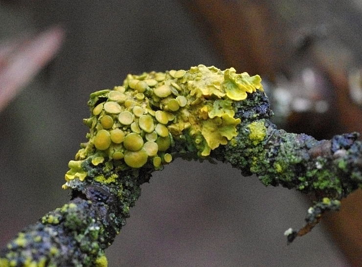 diskovník múrový Xanthoria parietina var. parietina