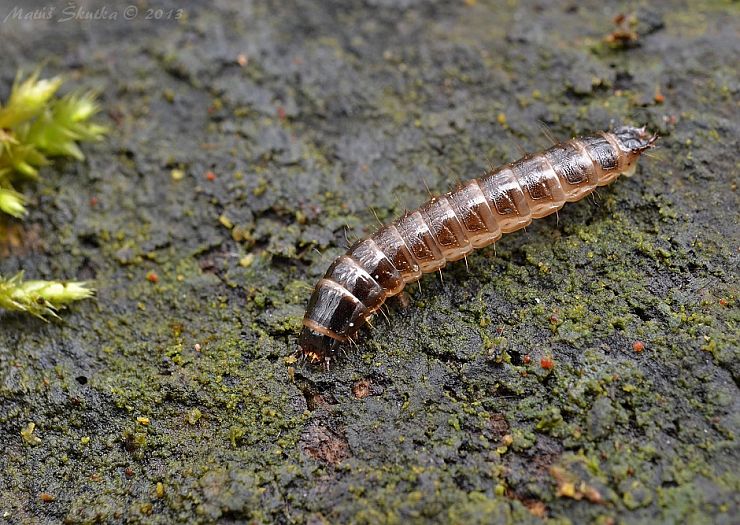 neidentifikovaný larva hmyzu