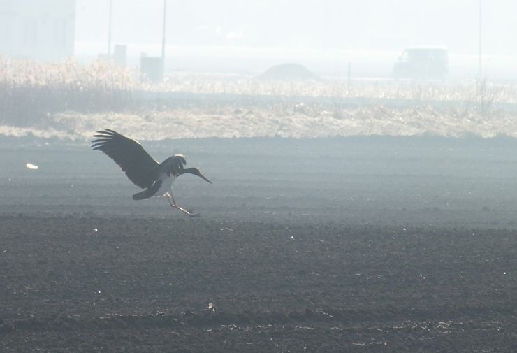 bocian čierny Ciconia nigra