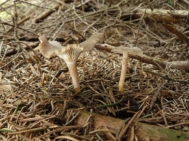 strmuľka Clitocybe radicellata Gillet