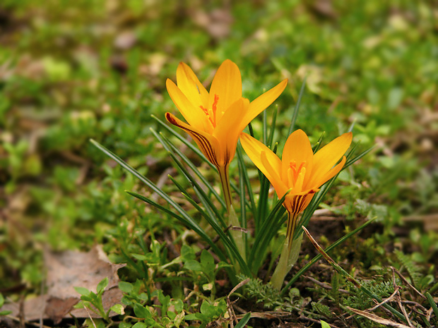 šafran žltý Crocus flavus Weston