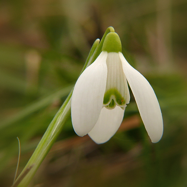 snežienka jarná Galanthus nivalis L.