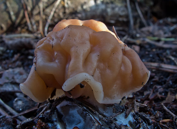 ušiak obrovský Gyromitra gigas (Krombh.) Cooke