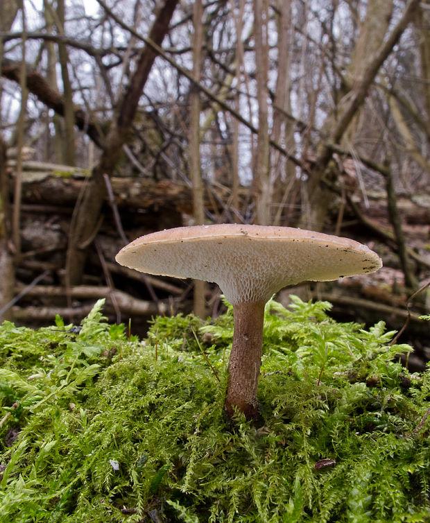 trúdnik zimný Lentinus brumalis (Pers.) Zmitr.