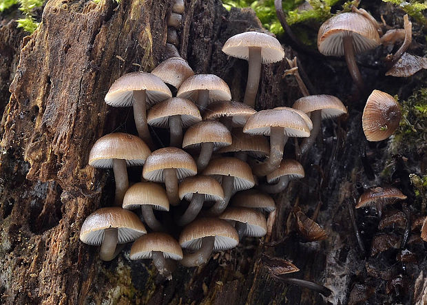 prilbička hnedosivá Mycena tintinnabulum (Paulet) Quél.