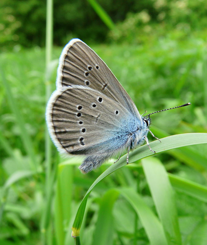 modráčik lesný Polyommatus semiargus