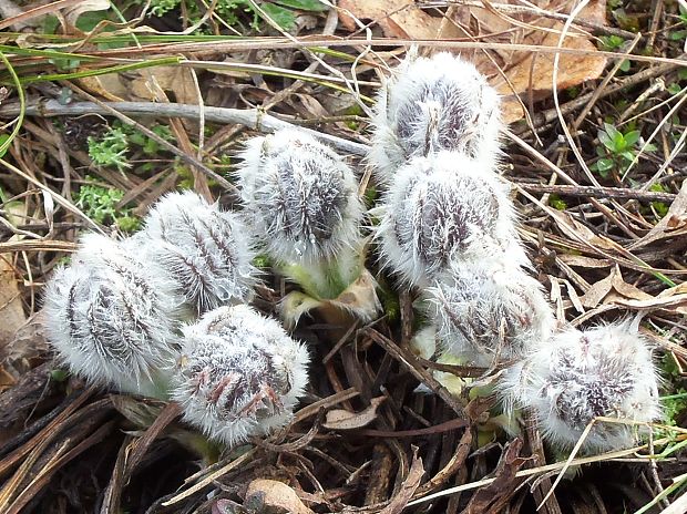 poniklec veľkokvetý Pulsatilla grandis Wender.