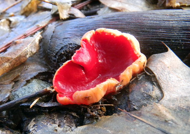 ohnivec šarlátový Sarcoscypha coccinea (Gray) Boud.