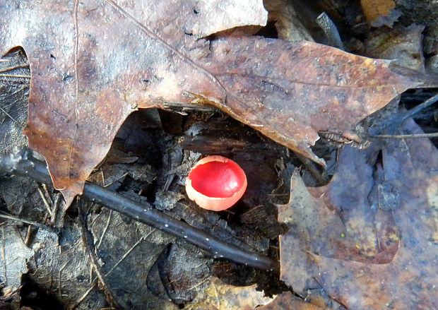 ohnivec šarlátový Sarcoscypha coccinea (Gray) Boud.