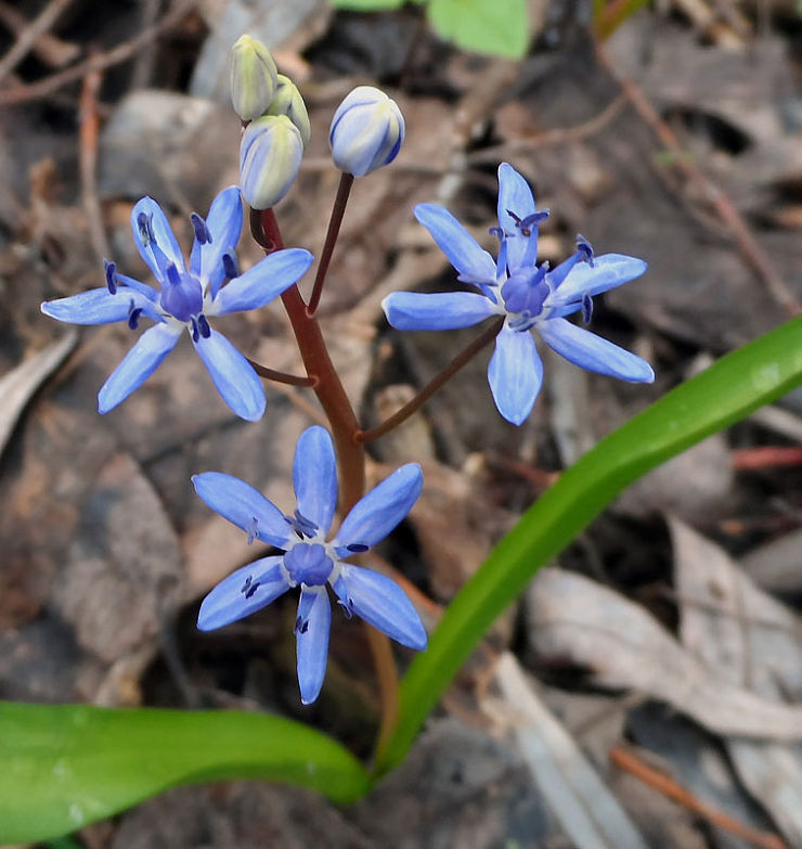 scila viedenská Scilla vindobonensis Speta