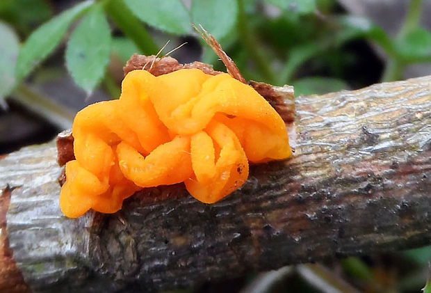 rôsolovka zlatožltá Tremella mesenterica Retz.