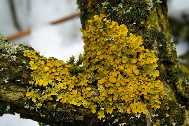 diskovník múrový Xanthoria parietina var. parietina