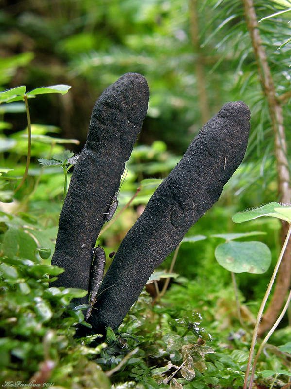 drevnatec štíhly Xylaria longipes Nitschke