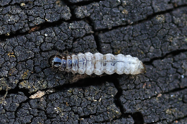 adélovité (larva) Adelidae