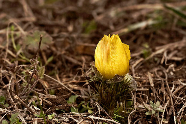 hlaváčik jarný Adonis vernalis L.