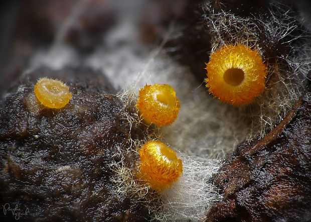 pavučinovka Arachnopeziza aurelia (Pers.) Fuckel