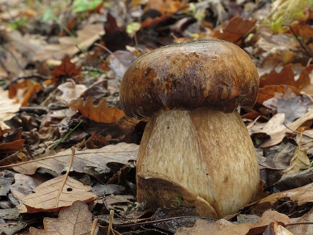 hríb bronzový Boletus aereus Bull. ex Fr.