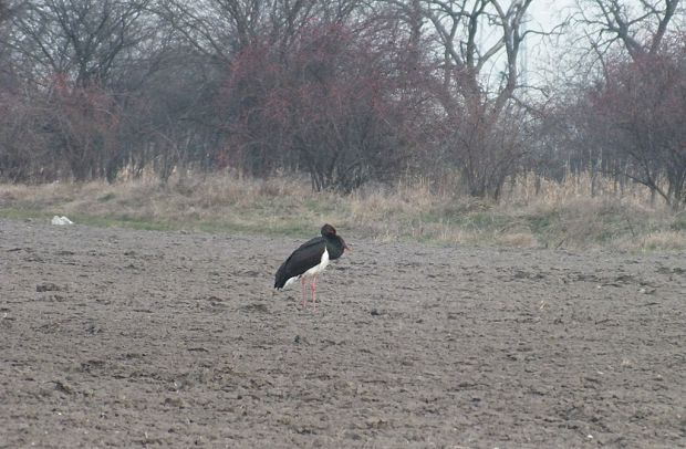 bocian čierny Ciconia nigra