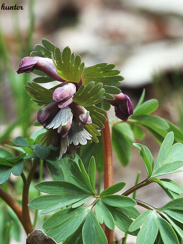 chochlačka plná Corydalis solida (L.) Clairv.