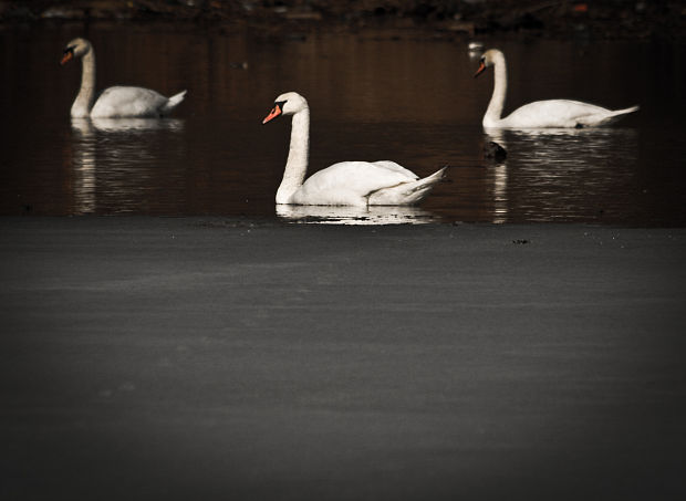 labuť hrubozobá Cygnus olor