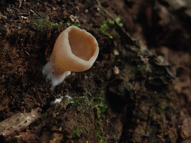 chriapač Helvella sp.