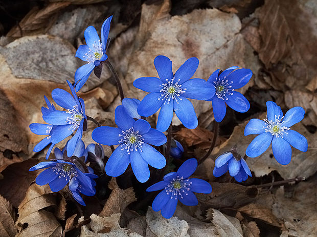 pečeňovník trojlaločný Hepatica nobilis Schreb.