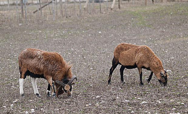 ovca kamerunská Ovis aries