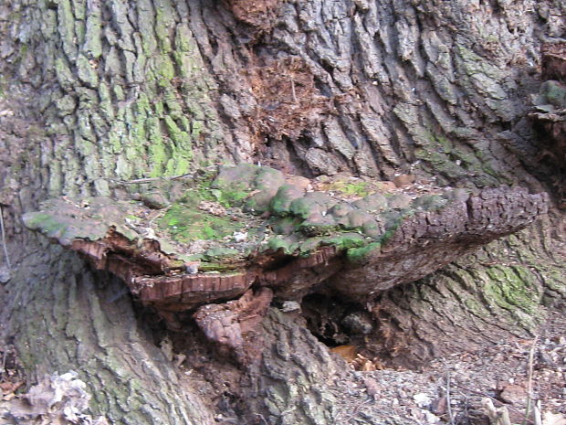 ohňovec hrboľkatý Phellinus torulosus (Pers.) Bourdot & Galzin