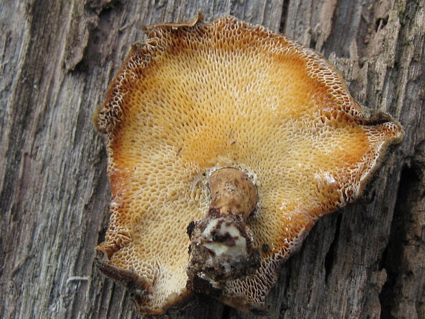 trúdnik Polyporus sp.